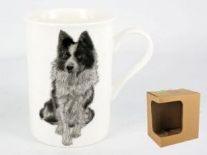 Kubek - Border Collie (FCH)